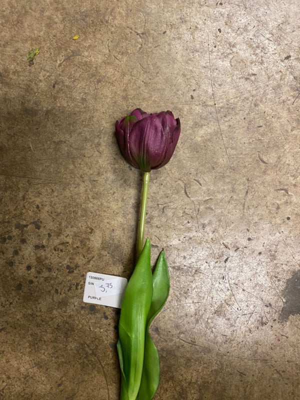 Tulp single oud rose