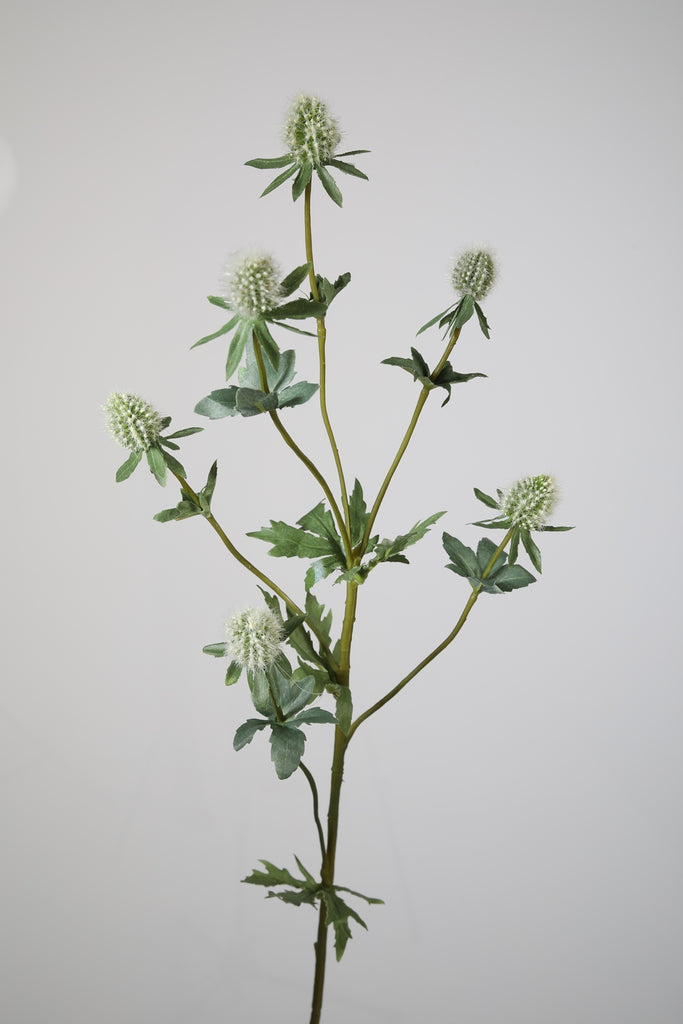 Zijdebloemen en Planten Small Eryngium Spray Witte distel